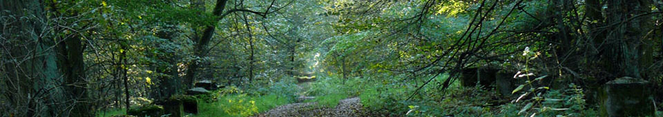 Naturschutzgebiet Colbitzer Lindenwald